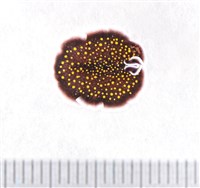 藏品(黃點黑扁蟲)的圖片